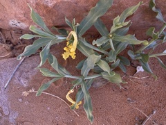 Lithospermum incisum