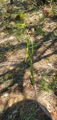 Borodinia missouriensis