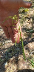 Borodinia missouriensis