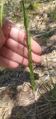 Borodinia missouriensis
