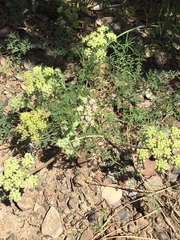 Lomatium dasycarpum dasycarpum