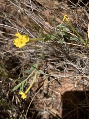 Lithospermum incisum