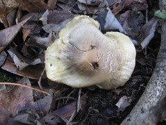 Tricholoma odorum