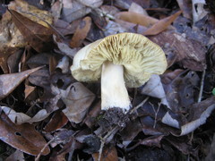 Tricholoma odorum