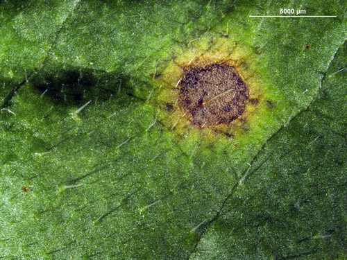 Ramularia helminthiae image