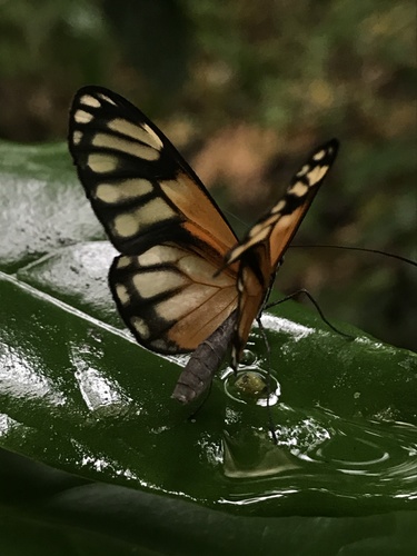 Hypoleria ocalea