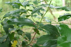 Leiobunum flavum