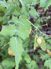 Berberis swaseyi