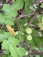 Berberis swaseyi