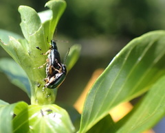 Lysathia ludoviciana