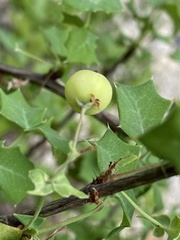 Berberis swaseyi