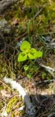 Euphorbia ouachitana
