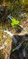 Euphorbia ouachitana