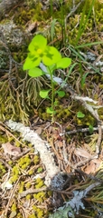 Euphorbia ouachitana