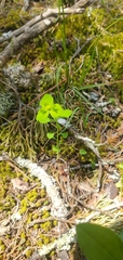 Euphorbia ouachitana