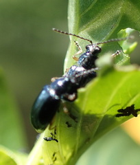 Lysathia ludoviciana