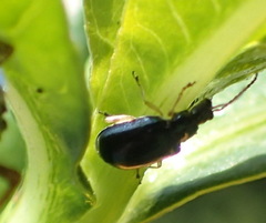 Lysathia ludoviciana