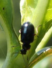 Lysathia ludoviciana