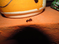 Pheidole obtusospinosa