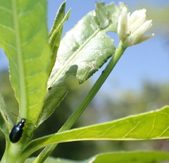 Lysathia ludoviciana