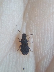 Pleosporius bullatus