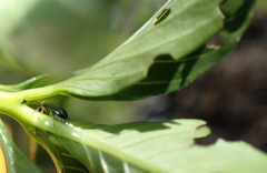 Lysathia ludoviciana