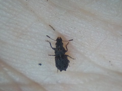 Pleosporius bullatus
