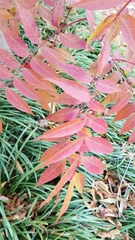 Pistacia chinensis