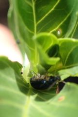 Lysathia ludoviciana