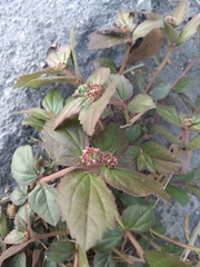Euphorbia hirta
