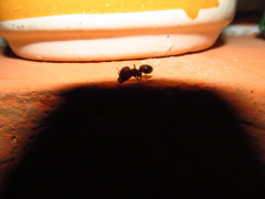 Pheidole obtusospinosa