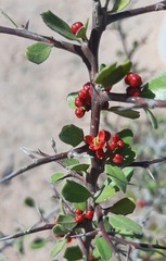 Castela peninsularis