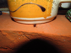 Pheidole obtusospinosa