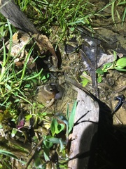 Pseudacris brachyphona