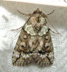 Calathusa glaucopasta