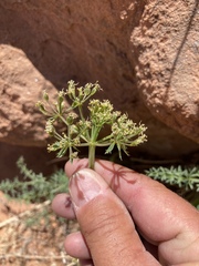 Lomatium parryi