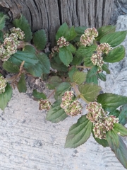 Euphorbia hirta