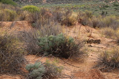 Tylecodon wallichii ecklonianus