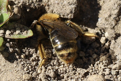 Strepsiptera