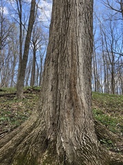 Fraxinus quadrangulata