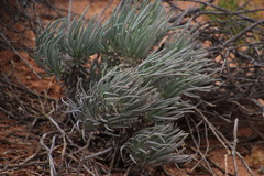 Tylecodon wallichii ecklonianus