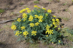 Lomatium