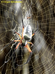 Trichonephila sumptuosa