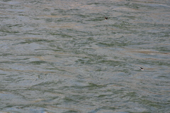 Tachycineta thalassina