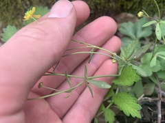 Ranunculus harveyi