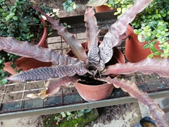Cryptanthus zonatus