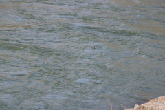 Tachycineta thalassina