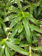 Callisia fragrans