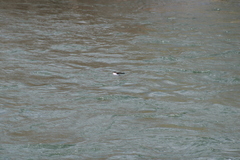 Tachycineta thalassina