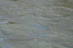 Tachycineta thalassina